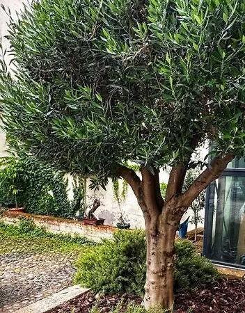 Ca' Vittoria Nel Centro Storico Di